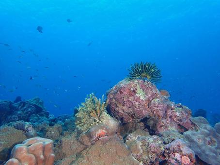 沖縄の海 沖縄,ダイビング,水中写真の写真素材