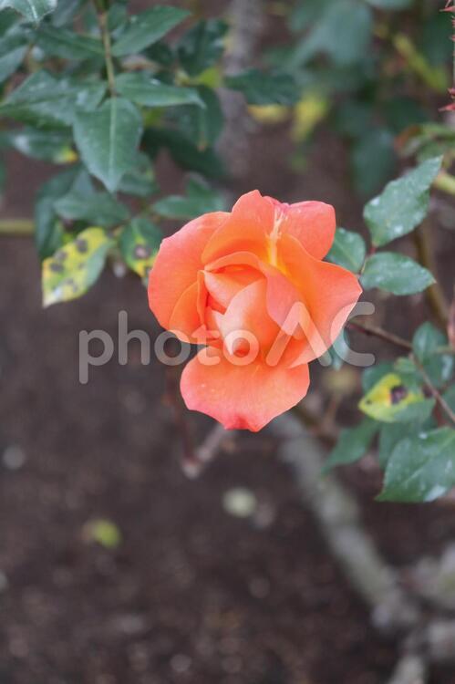 イギリス産のオレンジの薔薇、プリンセスミチコ 薔薇,花,植物の写真素材