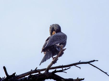 枝にとまるカワウ 枝にとまるカワウの写真