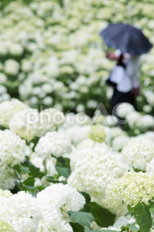 梅雨や紫陽花のイメージ あじさい,紫陽花,梅雨の写真素材