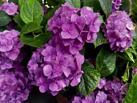 Photo, hydrangea, pink, dark, 