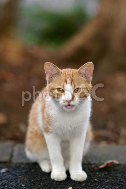 こちらに向かって鳴く植込みの茶トラの仔猫 ネコ,仔猫,茶トラ猫の写真素材