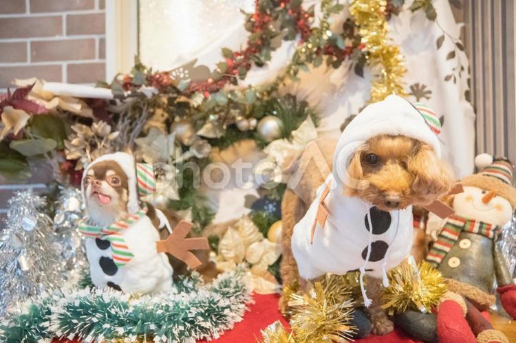 雪だるまのトイプードルとチワワ トイプードル,トイプー,犬の写真素材