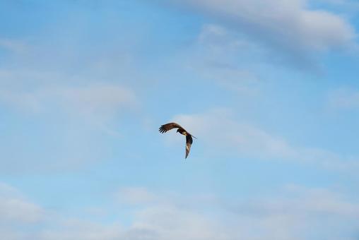大空を優雅に舞うトビ トビ,野鳥,鳥の写真素材