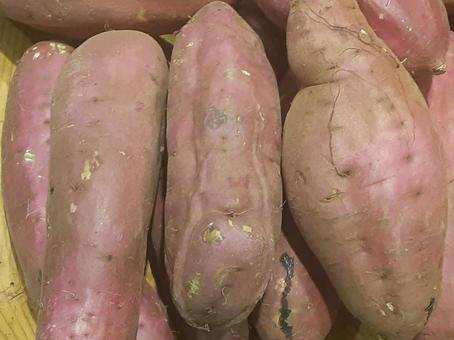 美味しいサツマイモ 美味しいサツマイモ さつまいも,美味しい,秋の写真素材