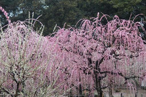 ウメの花 ウメの花 ウメ,花,植物の写真素材