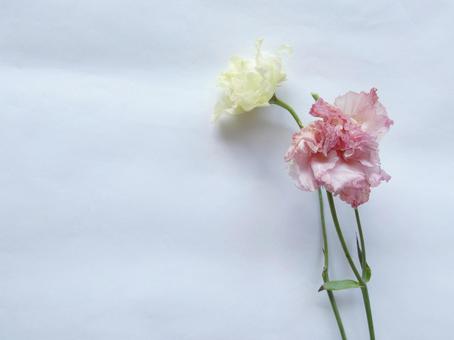 しおれゆくピンクと白の薔薇2本-右 しおれゆくピンクと白の薔薇2本-右 寄り添う,癒し,やさしさの写真素材