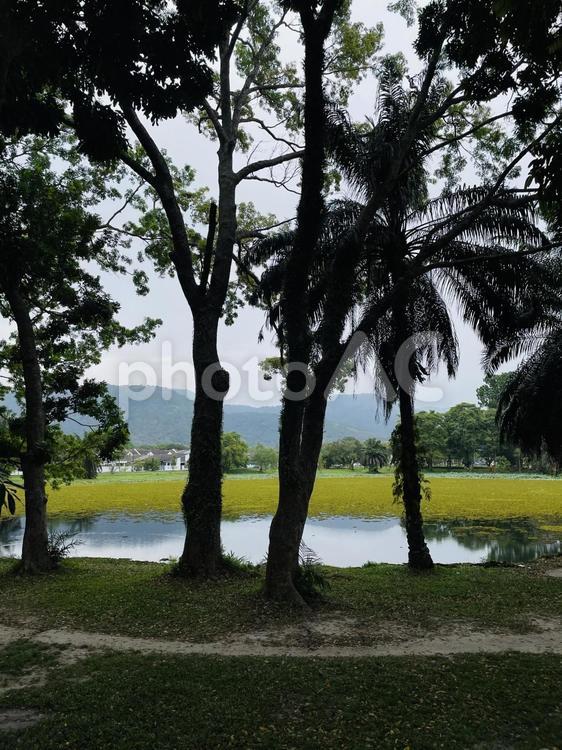 池 池,水,木の写真素材