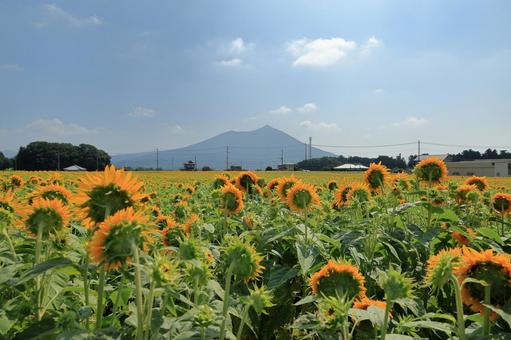 満開のひまわりと筑波山 満開のひまわりと筑波山 向日葵,八重咲向日葵,筑波山の写真素材