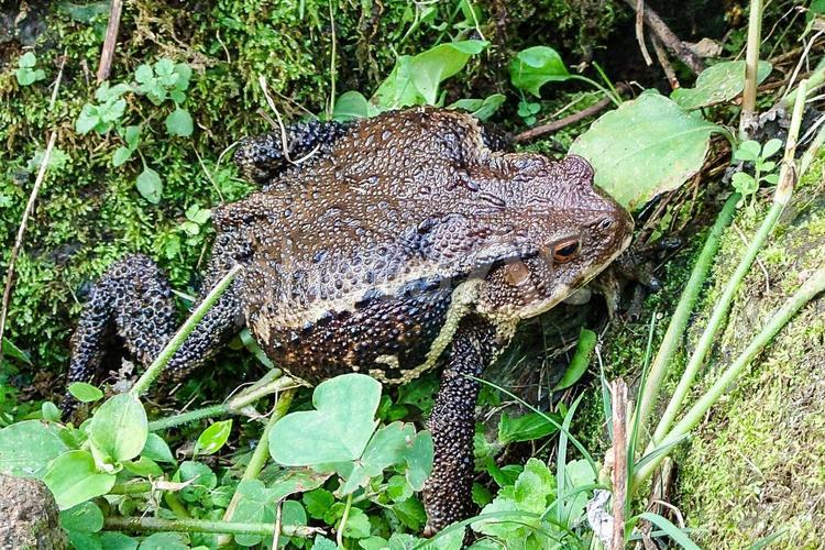 ヒキガエル ひき蛙,蛙,ニホンヒキガエルの写真素材