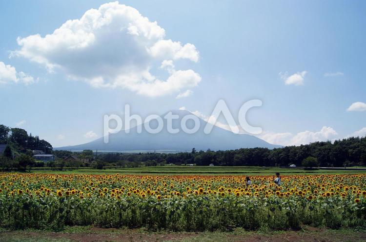 ひまわりと富士山 ひまわり,ヒマワリ,向日葵の写真素材