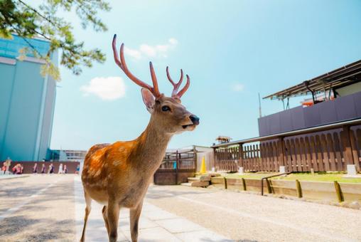 【奈良】奈良の鹿 お寺巡り 2025 【奈良】奈良の鹿 お寺巡り 2025の写真