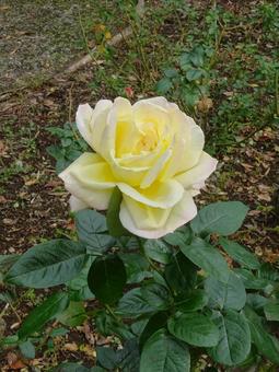 黄色いバラ バラ,植物,蕾の写真素材