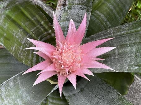 エキゾチックな植物 エキゾチックな植物 ブロメリア,植物,花の写真素材
