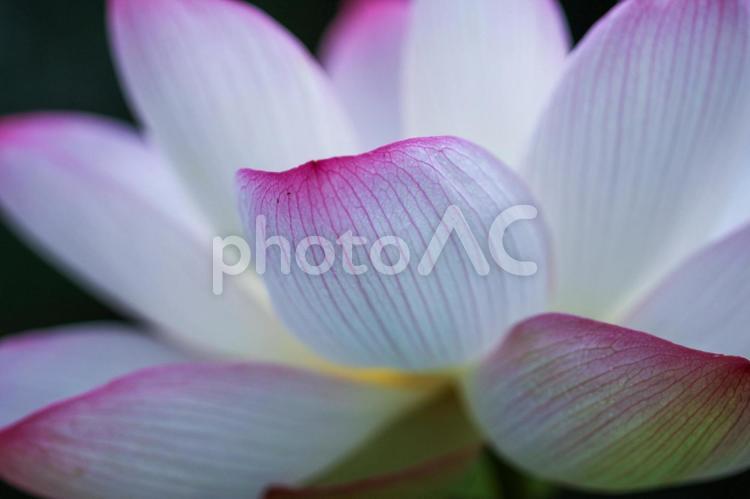 ハスの花びらにピントを合わせて 蓮,蓮の花,ハスの花の写真素材