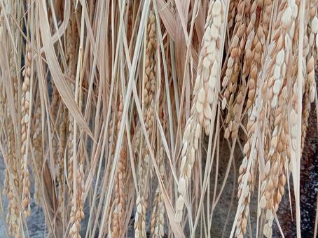 稲穂 稲穂 農家,稲,米の写真素材