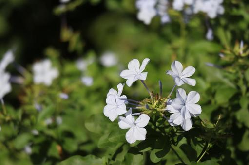 白いルリマツリの花のアップ 白いルリマツリの花のアップ 白い,ルリマツリ,花の写真素材