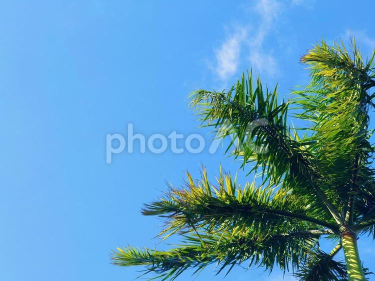 南国の木と空 南国,空,木の写真素材