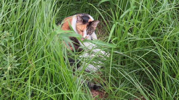 草むらで寛ぐもふもふであざとい三毛猫 草むらで寛ぐもふもふであざとい三毛猫 三毛猫,猫,カメラ目線の写真素材