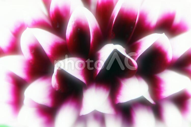ダリアの花（ソフトなイメージ） ダリア,赤,クローズアップの写真素材