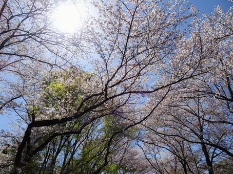 Photo, april, cherry blossoms, petal, 