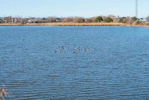 池を優雅に泳ぐ鴨たち マガモ,カルガモ,オナガガモの写真素材