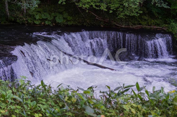 サクラマスの遡上　さくらの滝 サクラマス,さくらの滝,滝の写真素材