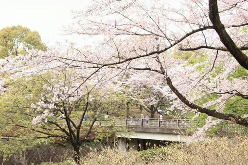 春の昭和記念公園 春の昭和記念公園の写真