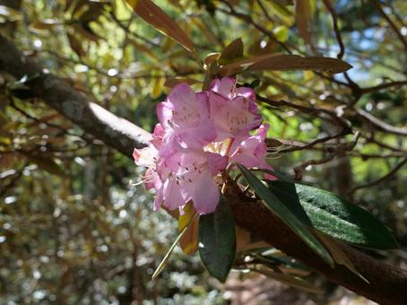 鶏冠山のシャクナゲ 鶏冠山のシャクナゲ 鶏冠山,シャクナゲ,石楠花の写真素材
