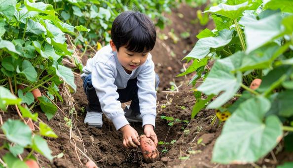 サツマイモ掘りをする子供の写真
