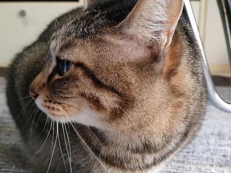 猫 猫の写真