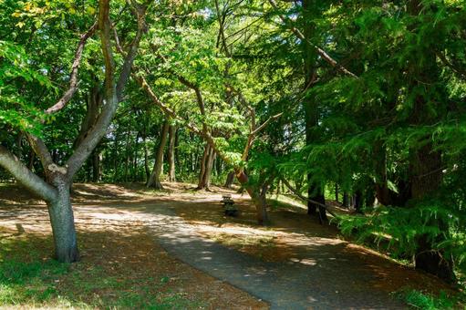 真夏の公園⑽ 真夏の公園⑽の写真