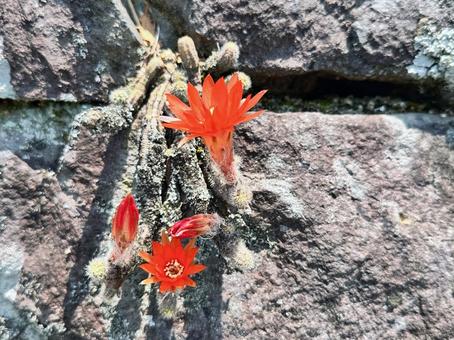 赤いビャクダン(白檀):サボテン 赤いビャクダン(白檀):サボテンの写真