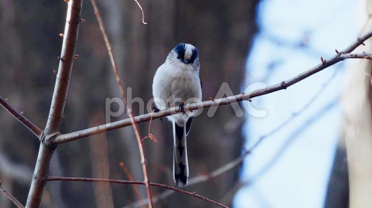 愛らしいもふもふの妖精エナガ エナガ,野鳥,小さいの写真素材