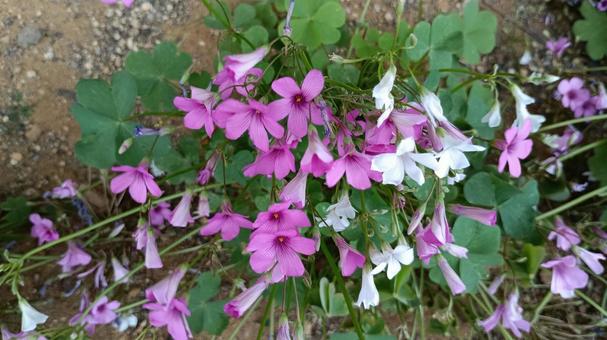 カタバミの花 カタバミの花 カタバミ,花,植物の写真素材