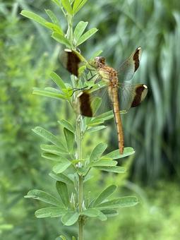 Photo, akane miyama, miyama makane, red dragonfly, 
