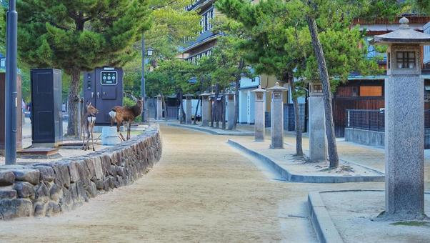 宮島の鹿 宮島の鹿 鹿,宮島,動物の写真素材