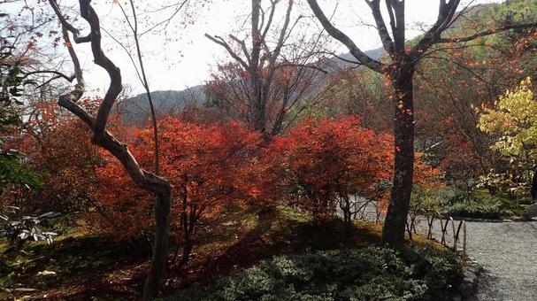 天龍寺庭園の風景 天龍寺,紅葉,秋の写真素材