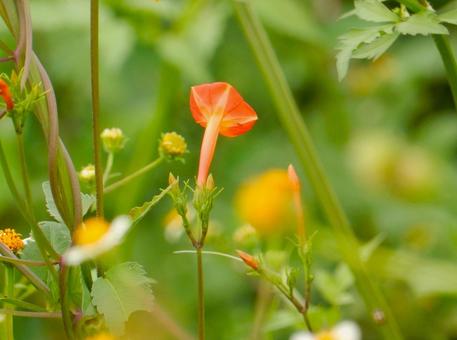 【花の写真】 マルバルコウソウ 【花の写真】 マルバルコウソウ マルバルコウソウ,丸葉縷紅草,花の写真素材