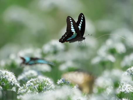 ニラの花とアオスジアゲハ① ニラの花とアオスジアゲハ①の写真