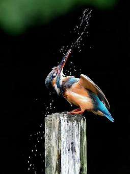 水を切るカワセミ カワセミ,水切り,ブルブルの写真素材