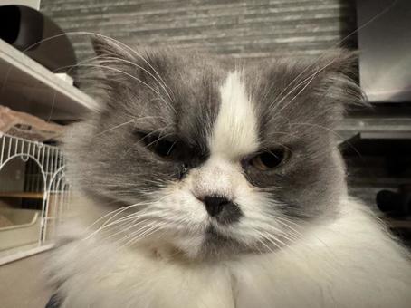 ちょっと機嫌が悪いのでの写真