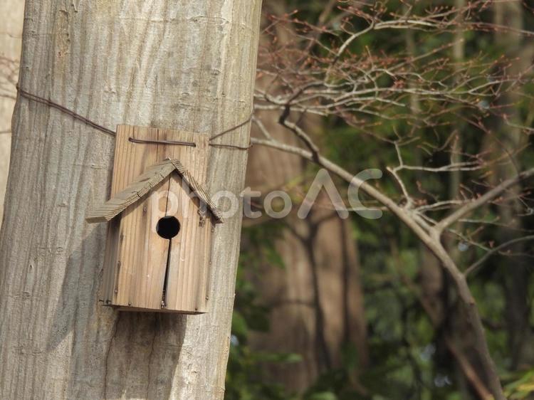 林の巣箱 巣箱,野鳥,鳥の写真素材