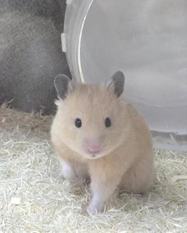 キョトン顔すぎるキンクマ2 キンクマ,ハムスター,ペットの写真素材