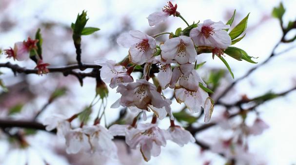 桜 桜の写真