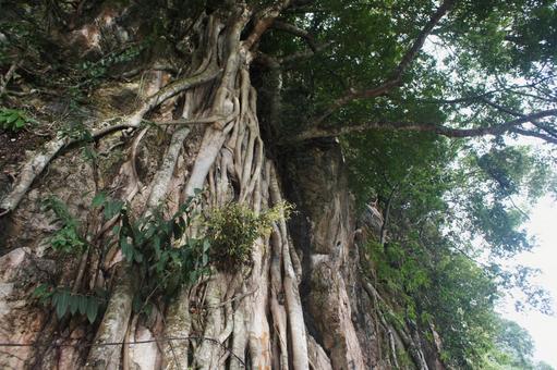木の根の写真