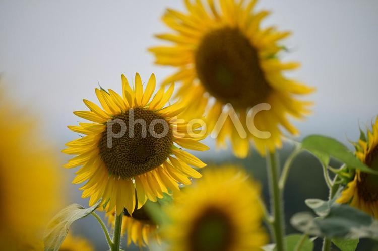 夏といえば２ ひまわり,十万本,夏の風物詩の写真素材
