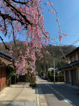 しだれ桜 しだれ桜 しだれ桜,花,春の写真素材