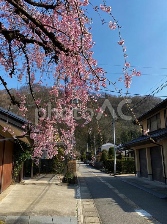 しだれ桜 しだれ桜,花,春の写真素材