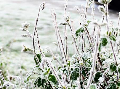 霜の降りた庭の草花　イギリス 霜,冬,寒いの写真素材